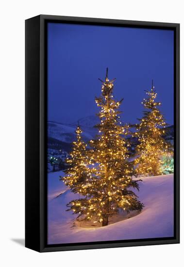 Christmas trees, Park City, Wastch Mountains, Utah-James Kay-Framed Stretched Canvas