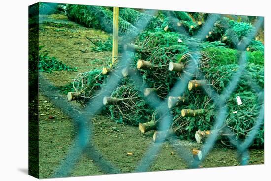 Christmas Trees Through Fence-null-Stretched Canvas