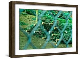 Christmas Trees Through Fence-null-Framed Photo