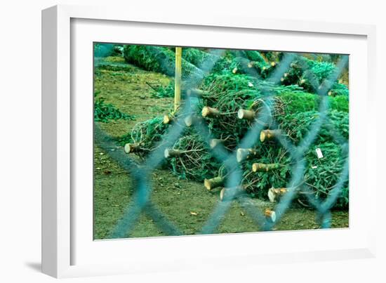 Christmas Trees Through Fence-null-Framed Photo