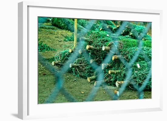 Christmas Trees Through Fence-null-Framed Photo