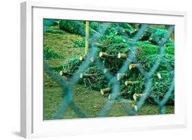 Christmas Trees Through Fence-null-Framed Photo