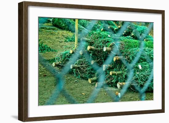 Christmas Trees Through Fence-null-Framed Photo