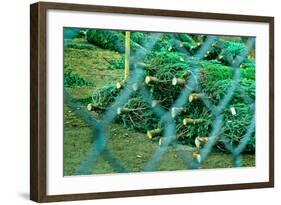 Christmas Trees Through Fence-null-Framed Photo