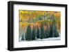 Christmas Trees-J.C. Leacock-Framed Photographic Print