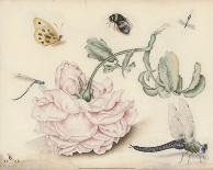 A Rose and Five Insects (1618)-Christoffel van den Berghe-Art Print