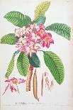 Plumeria: from Plantae Selectae-Christoph Jacob Trew and Georg Dionysius Ehret-Giclee Print