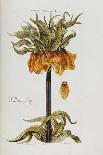 Antique Hyacinth IX-Christoph Jacob Trew-Art Print