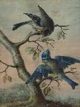A Kingfisher on a Sapling; and a Blue Tit with a Finch on a Sapling-Christoph Ludwig Agricola-Giclee Print