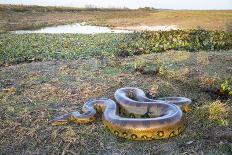 Giant Anaconda (Eunectes Murinus) Hato El Cedral, Llanos, Venezuela-Christophe Courteau-Photographic Print