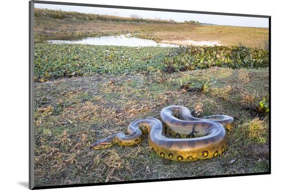 Photographic Print, , large