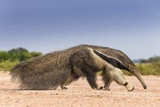 Giant Anteater (Myrmecophaga Tridactyla) Walking In Habitat, Hato El Cedral. Llanos, Venezuela-Christophe Courteau-Framed Photographic Print