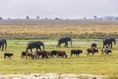 Giant Anteater (Myrmecophaga Tridactyla) Walking In Habitat, Hato El Cedral. Llanos, Venezuela-Christophe Courteau-Framed Photographic Print