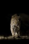 Buffon's kob (Kobus Kob) on track  in  Pendjari National Park, Benin-Christophe Courteau-Photographic Print