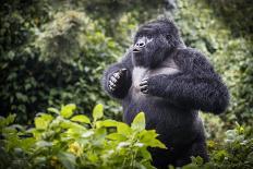 Mountain gorilla blackback, Volcanoes NP, Rwanda-Christophe Courteau-Photographic Print