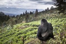 Mountain gorilla blackback, Volcanoes NP, Rwanda-Christophe Courteau-Photographic Print