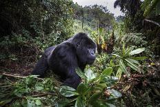 Mountain gorilla silverback, Volcanoes NP, Rwanda-Christophe Courteau-Photographic Print