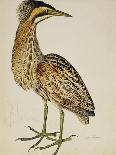 A Bittern-Christopher Atkinson-Framed Giclee Print