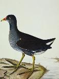 A Moorhen-Christopher Atkinson-Stretched Canvas