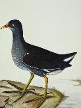 A Moorhen-Christopher Atkinson-Stretched Canvas