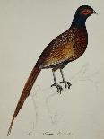 A Pheasant (Phasianus Colchicus)-Christopher Atkinson-Mounted Giclee Print