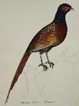 A Pheasant (Phasianus Colchicus)-Christopher Atkinson-Mounted Giclee Print