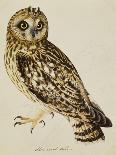 A Long-Eared Owl (Strix Otus)-Christopher Atkinson-Giclee Print