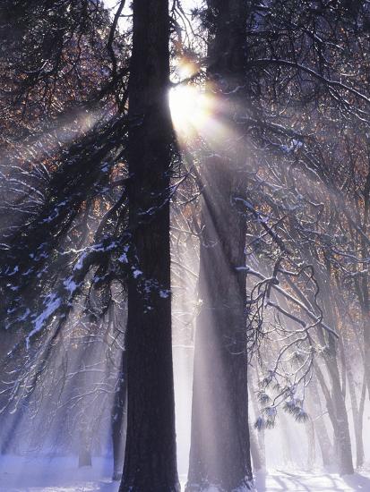 Premium Photographic Print, , large