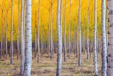 A Stand of Trees Begins to Weather Fall Cold Ablaze in Yellow Color Panoramic Composition-Christopher Boswell-Photographic Print