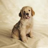 Golden Retriever Puppy-Christopher C Collins-Laminated Photographic Print