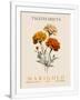 Gramercy White
