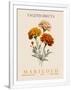 Gramercy White