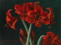 Peonies on Crimson-Christopher Pierce-Giclee Print