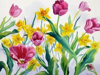 Daffodils and Tulips-Christopher Ryland-Giclee Print