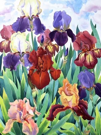 Glemsford Irises