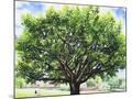 Wood Mount