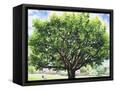 Canvas Black