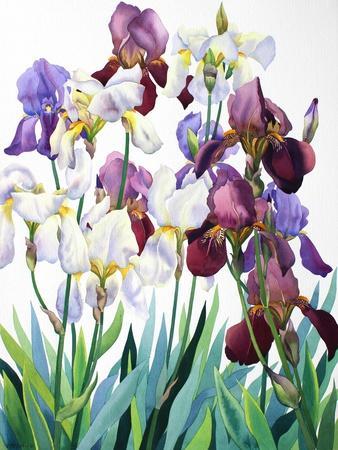 White and Purple Irises