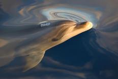 Bottlenose dolphin(tursiops truncatus) A bottlenose dolphin surfaces in a silky sea. Canary Islands-Christopher Swann-Photographic Print