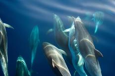 Bottlenose dolphin (Tursiops truncatus) bowriding dolphins illuminated by the sun, Azores-Christopher Swann-Photographic Print