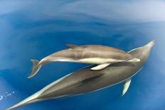 Bottlenose dolphin (Tursiops truncatus) bowriding dolphins illuminated by the sun, Azores-Christopher Swann-Photographic Print