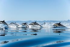 Common dolphin (Delphinus delphis) baby showing foetal folds, alongside adult, Azores-Christopher Swann-Photographic Print