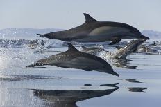 Bottlenose dolphin (Tursiops truncatus) bowriding dolphins illuminated by the sun, Azores-Christopher Swann-Photographic Print