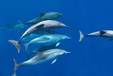 Bottlenose dolphin(tursiops truncatus) A bottlenose dolphin surfaces in a silky sea. Canary Islands-Christopher Swann-Photographic Print