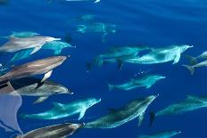 Bottlenose dolphin (Tursiops truncatus) bowriding dolphins illuminated by the sun, Azores-Christopher Swann-Photographic Print