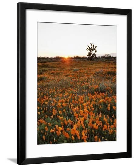 Framed Photographic Print, , large
