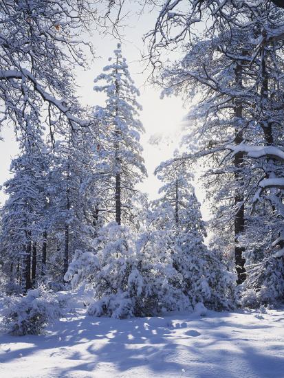 Premium Photographic Print, , large
