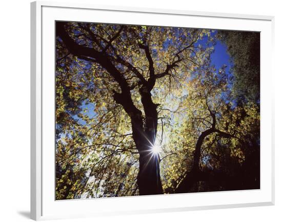 Framed Photographic Print, , large