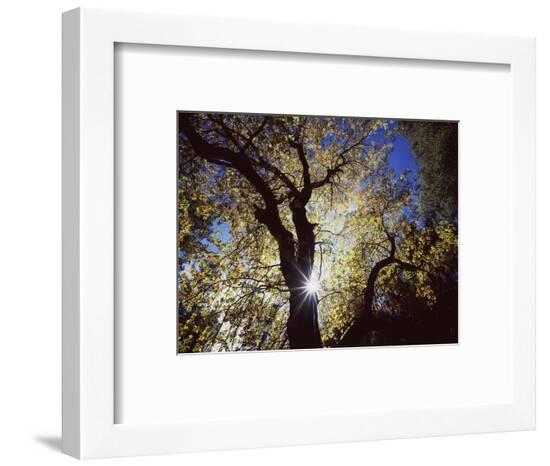 Framed Photographic Print, , large
