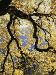 New York, Adirondack Mts, Fall Trees Alond a Stream-Christopher Talbot Frank-Photographic Print